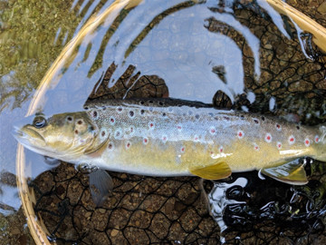 Middlemoor trout - MP from Brampton Bryan